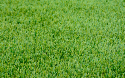 Planting Winter Rye? Please check with your City