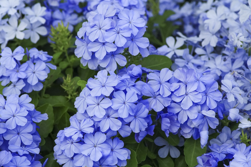 Tree With Blue Flowers In Texas : 5 Flowers That Thrive in Texas Heat ...