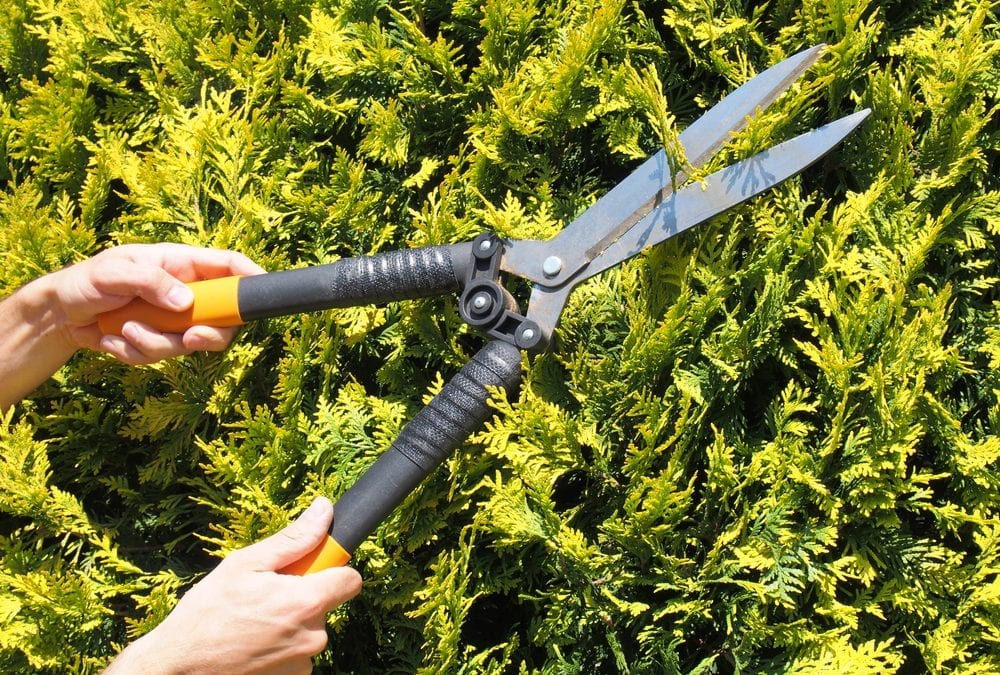 Top 4 Hedge Care Tips