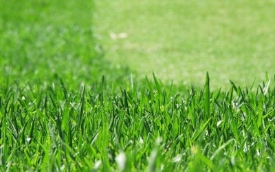 Want to Make Your Lawn Look Sharp in North Texas?