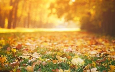 5 Fall Residential Lawn Care Secrets