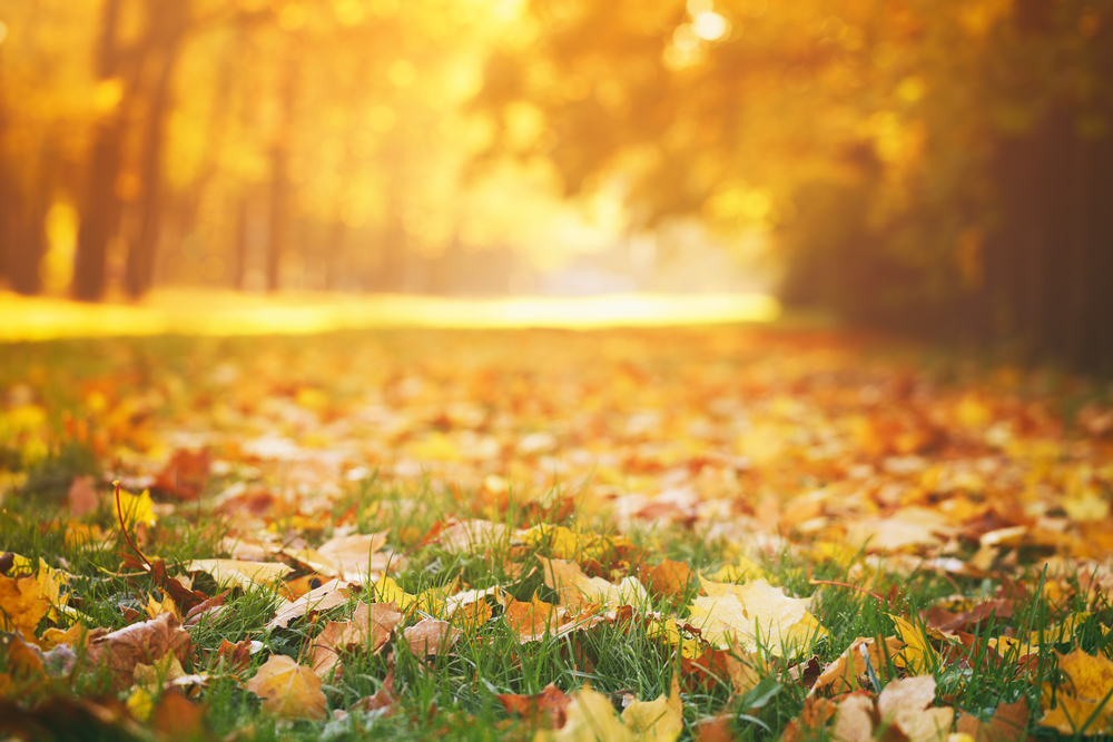 5 Fall Residential Lawn Care Secrets