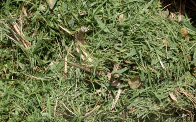 5 Things to Do With Lawn Mowing Clippings