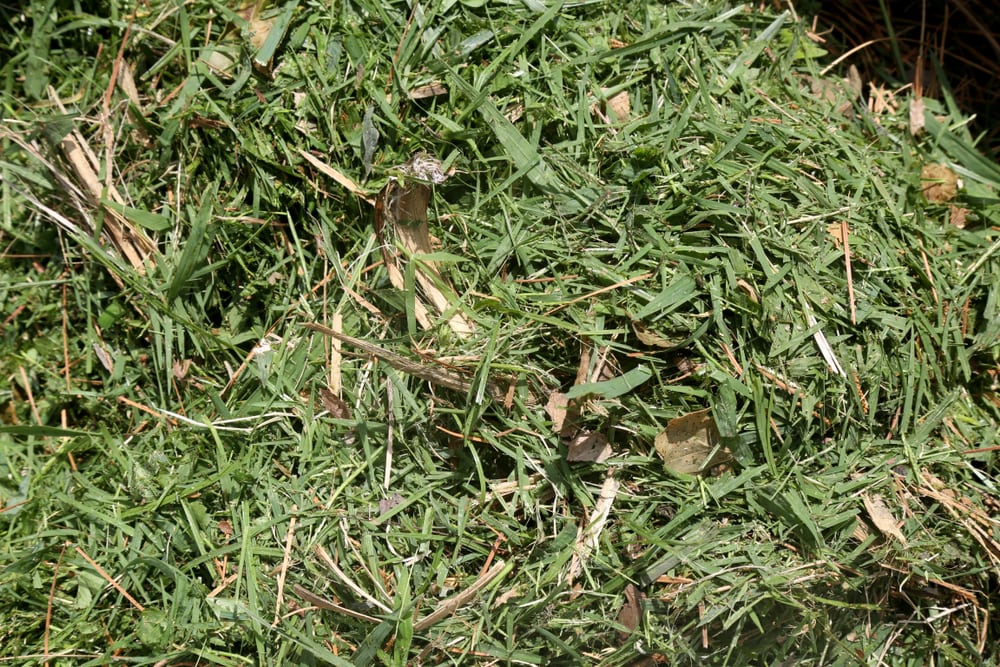 grass clippings as mulch
