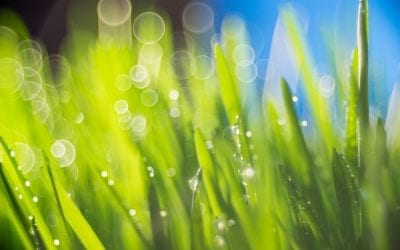 How to Implement Organic Lawn Care in your Landscaping