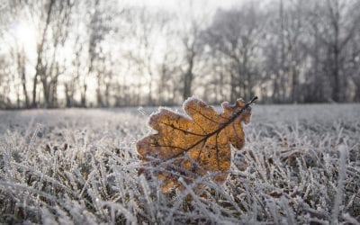 Top Lawn Care Warnings for When the Weather Freezes