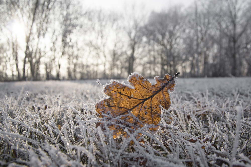Top Lawn Care Warnings for When the Weather Freezes