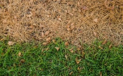 5 Worst Lawn Care Habits You Should Avoid