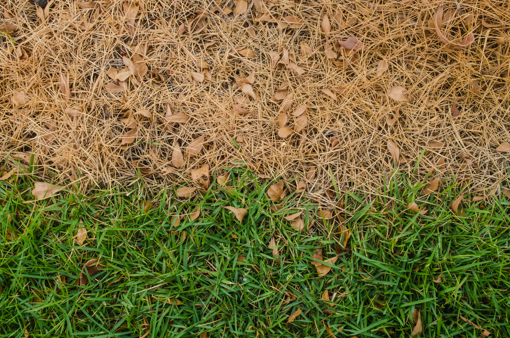 5 Worst Lawn Care Habits You Should Avoid