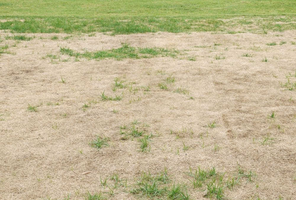 Paying Attention to Details: What Your Lawn is Telling You