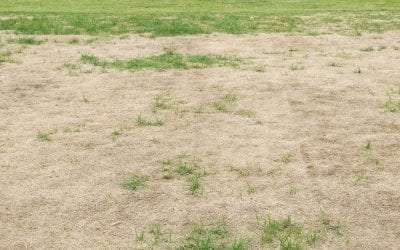 Paying Attention to Details: What Your Lawn is Telling You