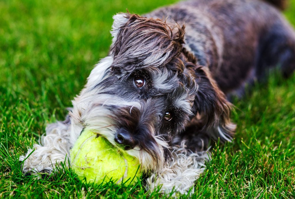 5 Tips to Keep a Pet-Friendly Lawn