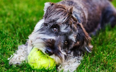 5 Tips to Keep a Pet-Friendly Lawn