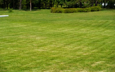 4 Tips for Planting Grass Seed on Your Lawn