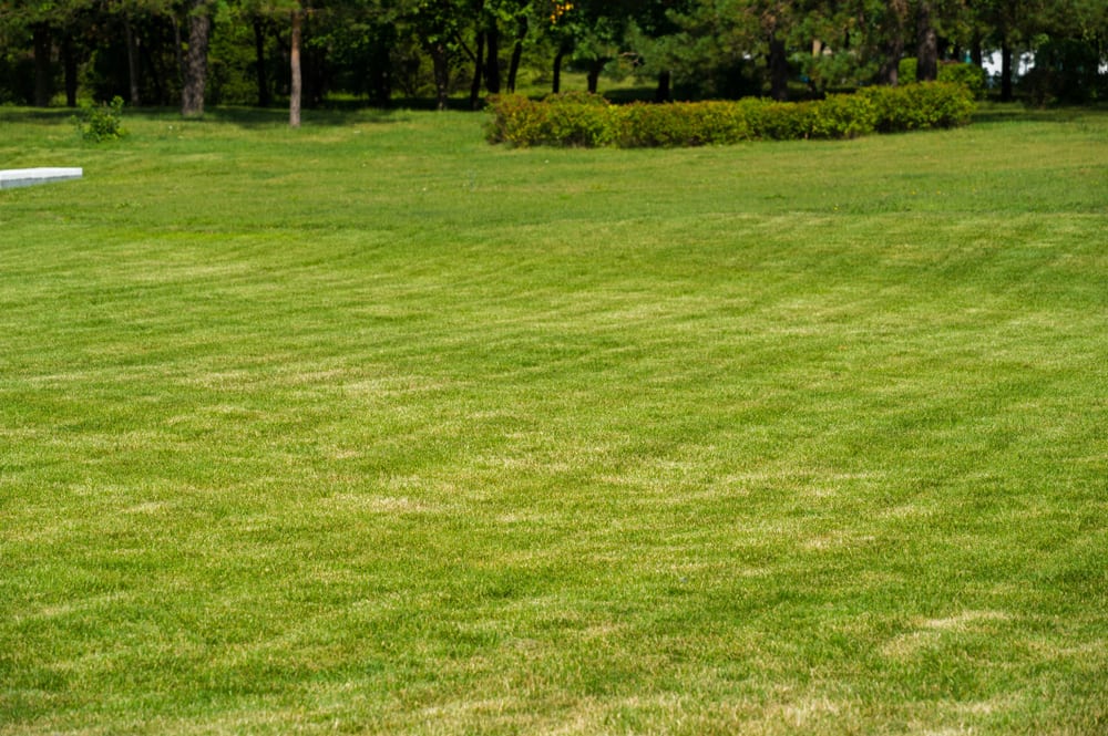 4 Tips for Planting Grass Seed on Your Lawn