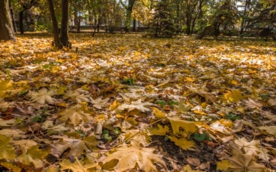 Fall Leaves and Your Lawn Maintenance