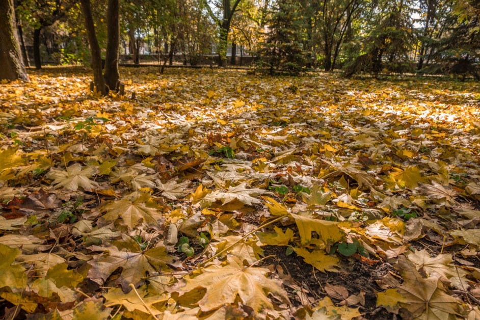 Fall Leaves and Your Lawn Maintenance
