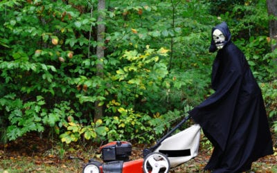 Yard Tips for a Happy Halloween