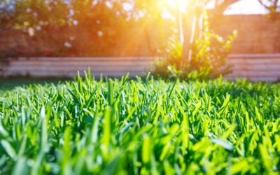 Tips for Seeding Your Lawn in October