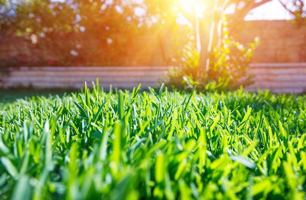 Tips for Seeding Your Lawn in October