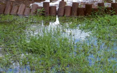 5 Ways to Care for Your Lawn After Heavy Rainfall
