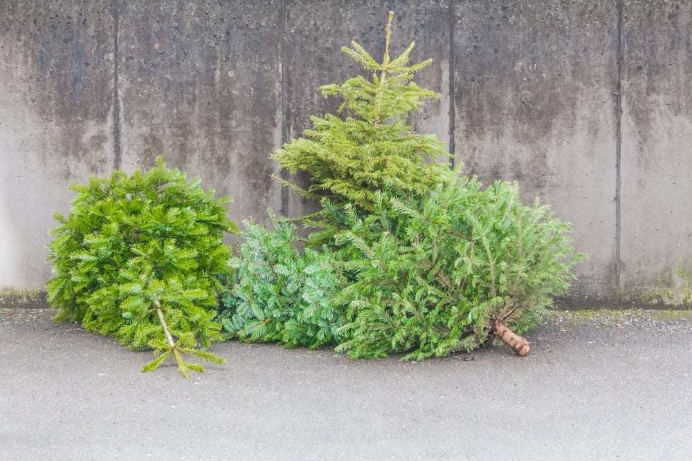 5 Steps to Disposing of Your Christmas Tree