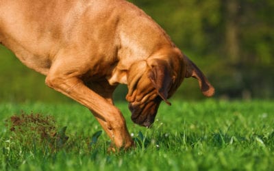 Protect Your Lawn From Your Pooch This Spring
