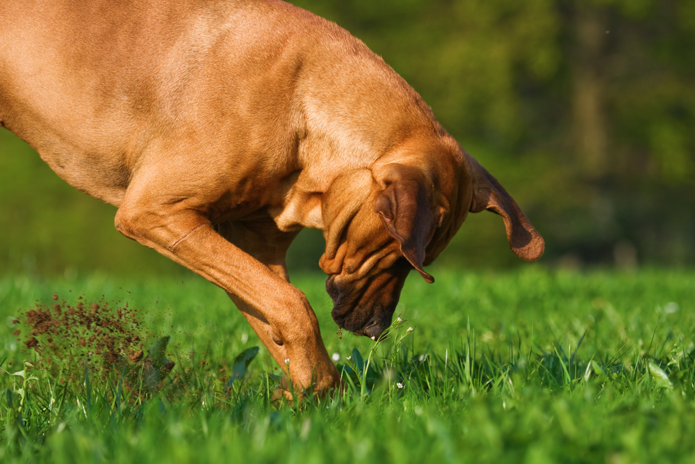 Protect Your Lawn From Your Pooch This Spring