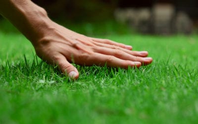 Earth Day Eco-Friendly Lawn Care Tips