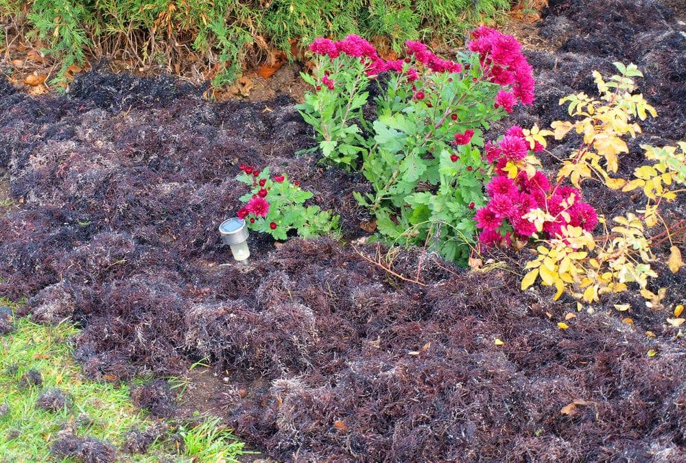 Flower Bed Mistakes You May Be Making