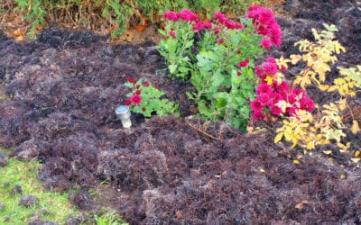 Flower Bed Maintenance Mistakes You May Be Making
