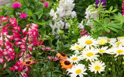 The Importance of Flowerbed and Bush Maintenance