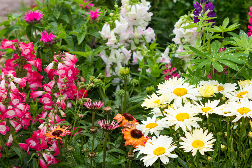 Perennials or Annuals in Your Flower Bed
