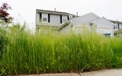 How Tall Grass Impacts Your Summertime Lawn Care Efforts