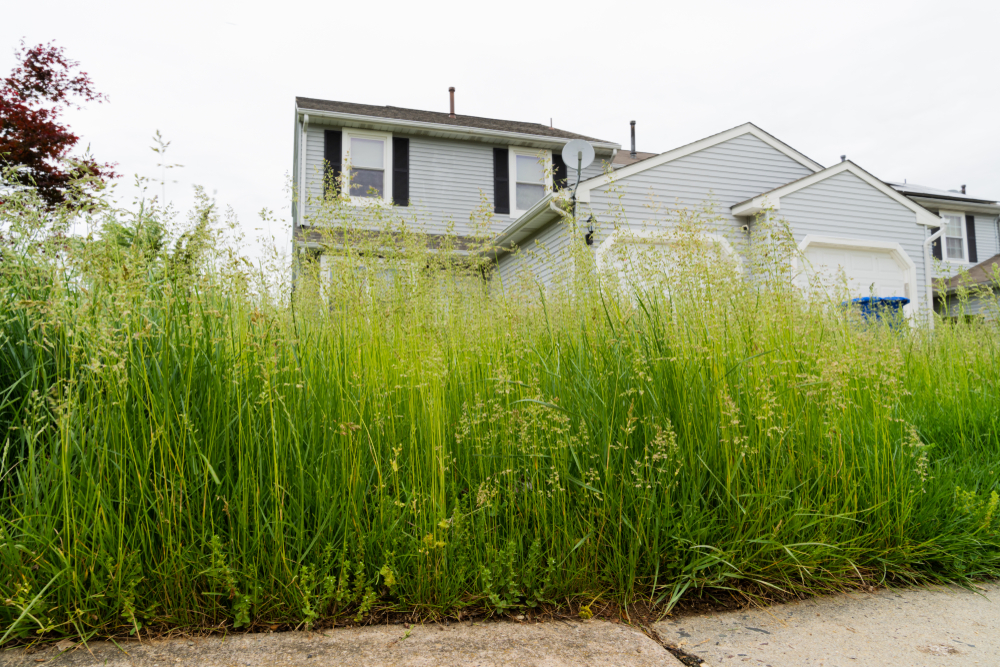 Tall Grass Impact on Lawn Care