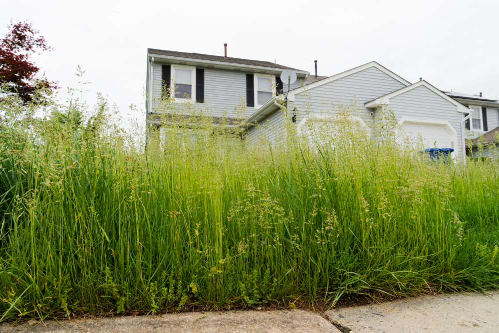 Tall grass mowing new arrivals