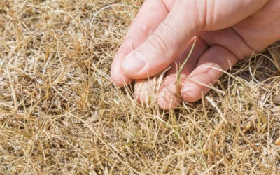 How to Naturally Revive Your Dying Lawn