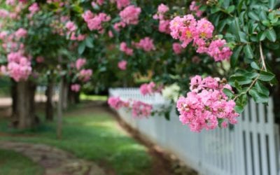 Keeping Up With Your Crepe Myrtle
