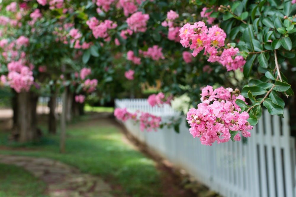 Keeping Up With Your Crepemyrtle