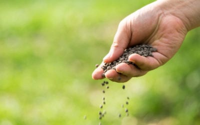 Expert Lawn Care Tips for Fall Fertilization
