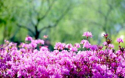Plant Safety Tips From a Lawn Care Professional