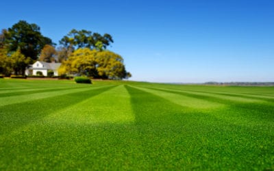 Everything You Need to Know About Lawn Striping
