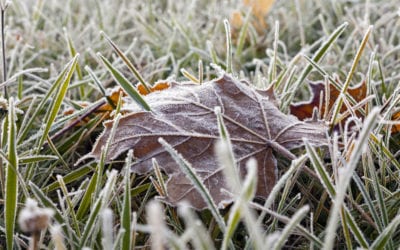 How to Prevent Frost Damage on Your Lawn This Winter