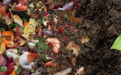 Everything You Need to Know About Compost