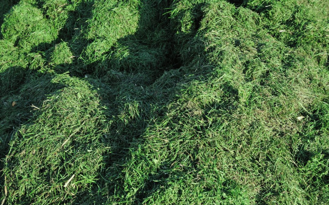 Pile of grass clippings