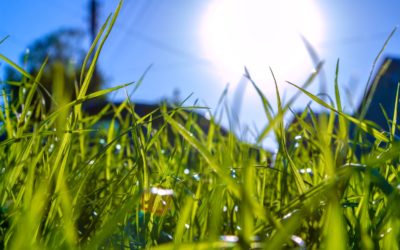 How to Keep the Summer Stress Off of Your Lawn