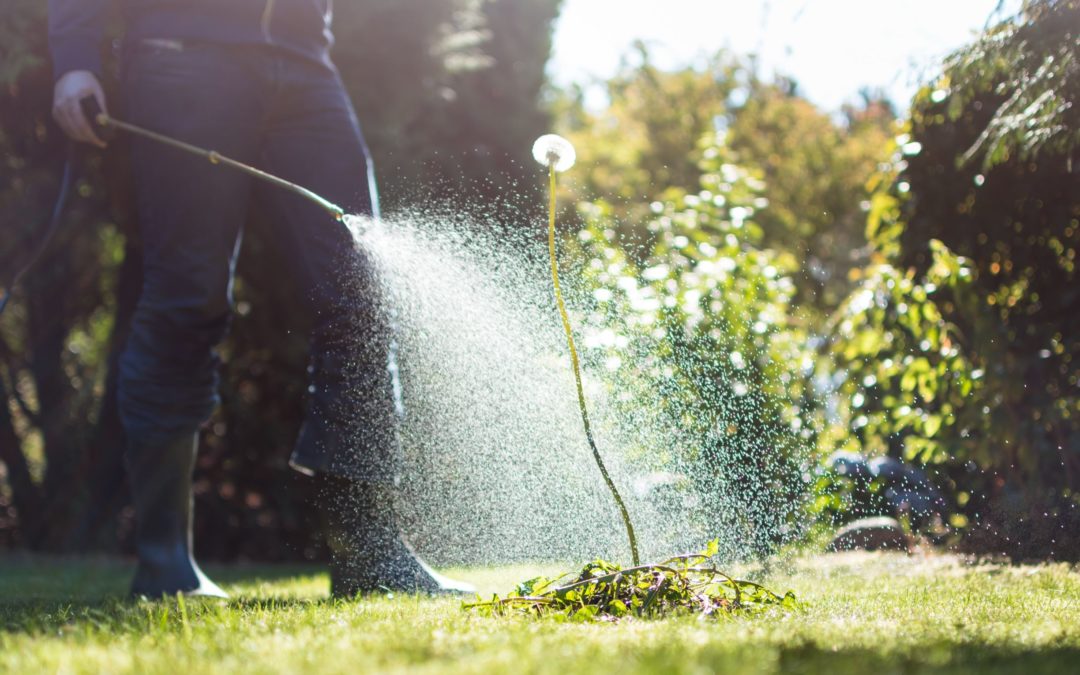 4 Common Weeds Your North Texas Lawn Falls Victim To