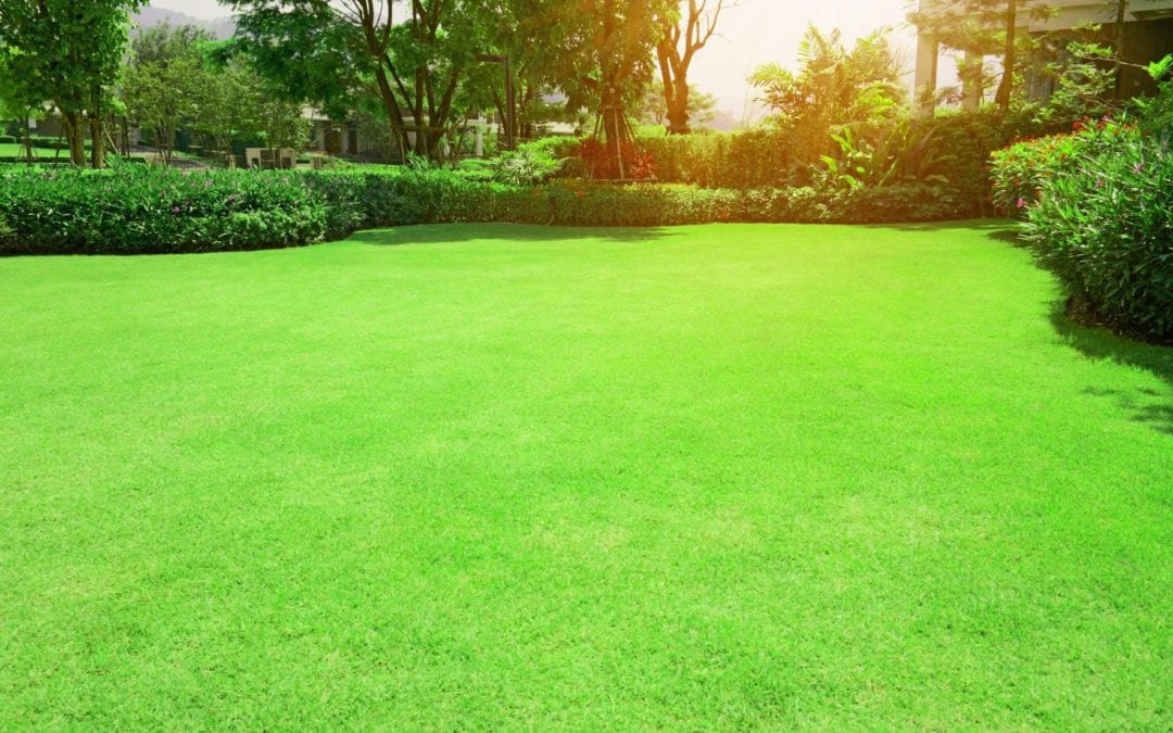 Guide to Effective Communication with Lawn Care Provider