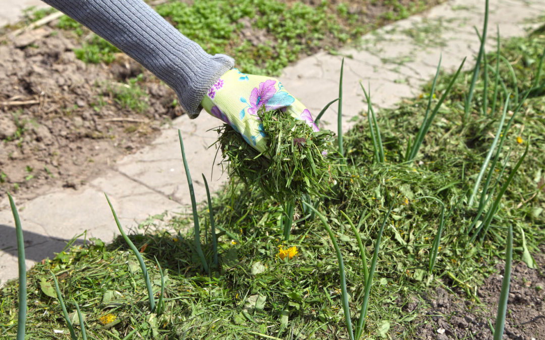 Mulching Grass Clippings To Benefit Lawn