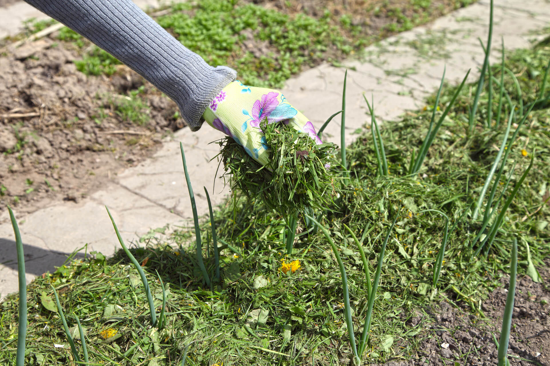 Using Grass Clippings as Mulch for Vegetable Gardens